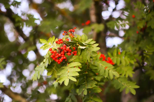 Heldere Rijpe Rowan Bessen Verlicht Door Zonsondergang Zonnestralen Bos Natuur — Stockfoto