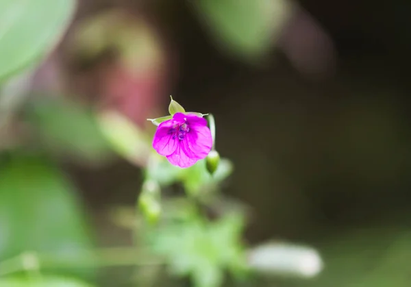 Geranium Pratense Wilde Bloem Zomer Veld Bloeien Augustus — Stockfoto