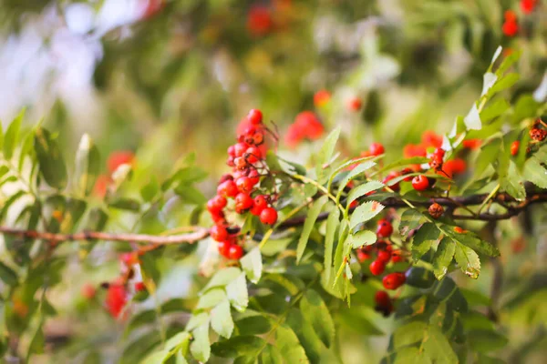 Luminose Bacche Mature Rowan Illuminate Dai Raggi Sole Del Tramonto — Foto Stock