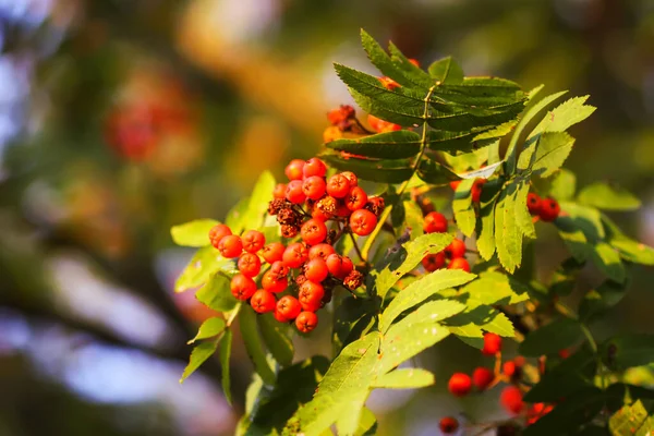 Heldere Rijpe Rowan Bessen Verlicht Door Zonsondergang Zonnestralen Bos Natuur — Stockfoto