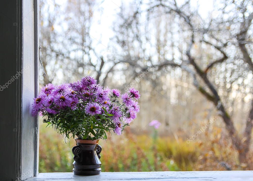 Aster bessarabicus decorative ornamental plant. Bouquet of autumn flowers. Beautiful purple asters in ceramic vase on the wooden window sill of the old rural house with bare garden apple trees on background