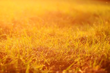 Gün batımında çiy damlaları olan taze yeşil çimenler. Altın yumuşak güneş ışığı. Yaz doğası arka planı