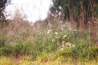 Geranium pratense kır çiçeği yazın çiçek açar ağustosta