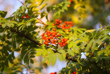Parlak olgun Rowan böğürtlenleri günbatımı güneş ışınlarıyla aydınlatılıyor. Ağustosta orman doğası detayları.