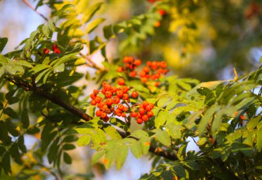 Parlak olgun Rowan böğürtlenleri günbatımı güneş ışınlarıyla aydınlatılıyor. Ağustosta orman doğası detayları.