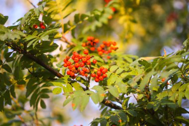 Parlak olgun Rowan böğürtlenleri günbatımı güneş ışınlarıyla aydınlatılıyor. Ağustosta orman doğası detayları.