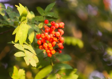 Parlak olgun Rowan böğürtlenleri günbatımı güneş ışınlarıyla aydınlatılıyor. Ağustosta orman doğası detayları.