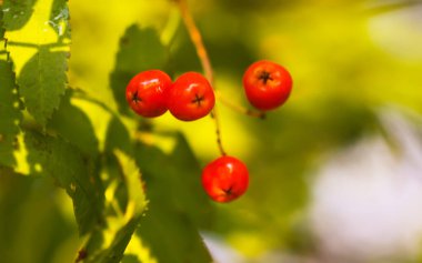 Parlak olgun Rowan böğürtlenleri günbatımı güneş ışınlarıyla aydınlatılıyor. Ağustosta orman doğası detayları.