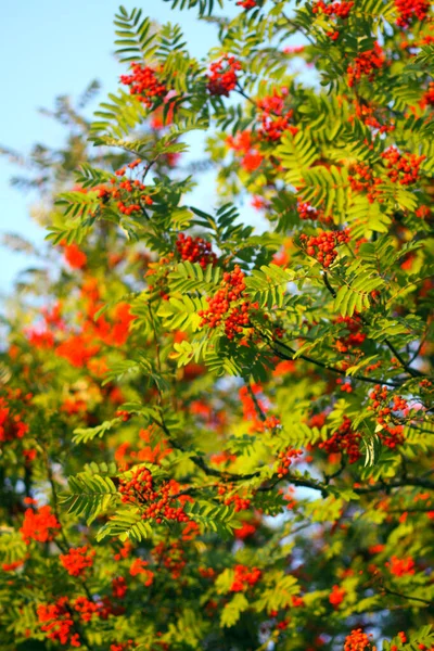 Bayas Rowan Maduras Brillantes Iluminadas Por Los Rayos Del Sol —  Fotos de Stock