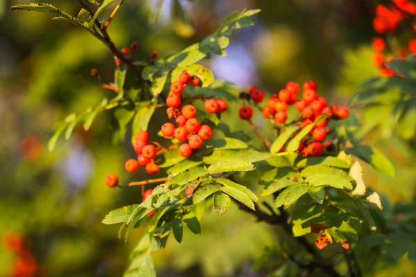 Strahlend Reife Vogelbeeren Die Von Den Sonnenstrahlen Des Sonnenuntergangs Angestrahlt — Stockfoto