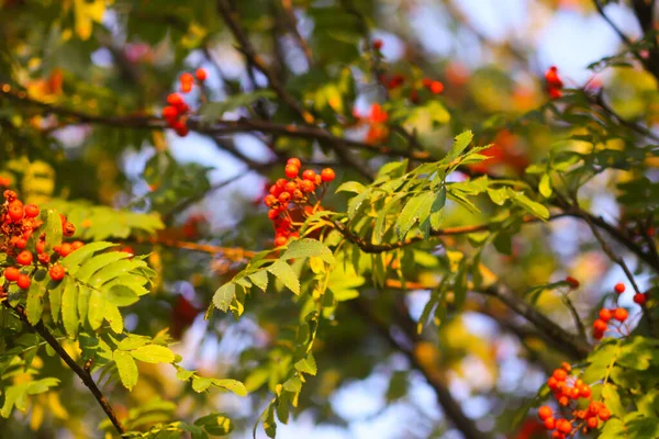 Яркие Спелые Ягоды Роуэн Освещенные Солнечными Лучами Заката Лесная Природа — стоковое фото