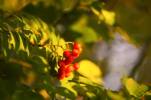 Luminose Bacche Mature Rowan Illuminate Dai Raggi Sole Del Tramonto — Foto Stock