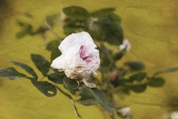 复古风格的花卉浪漫的背景与美丽的白玫瑰花和旧的纸屑纹理覆盖 — 图库照片