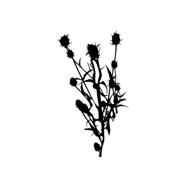 Silhouette Végétale Teasel Noir Isolée Sur Fond Blanc Illustration Vectorielle — Photo