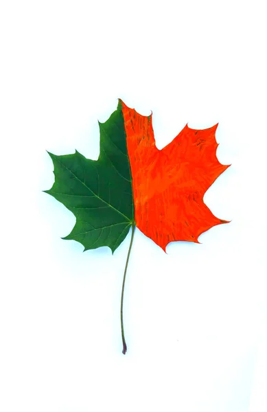 Διακοσμημένο Ακρυλικά Χρώματα Σφενδάμου Φθινοπωρινό Φύλλο Λευκό Φόντο — Φωτογραφία Αρχείου