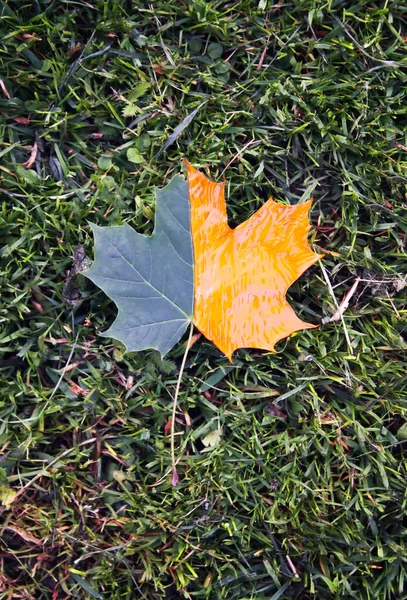 Украшенный Акриловыми Красками Кленовый Осенний Лист Зеленой Траве — стоковое фото