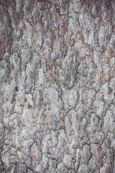 Грубая Текстура Коры Дерева Естественный Фон — стоковое фото