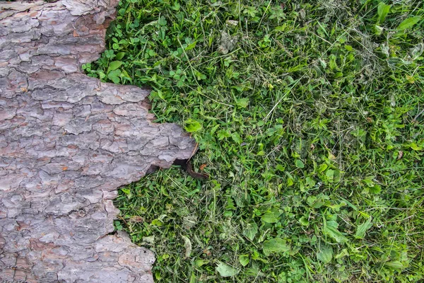 Pedaço Casca Árvore Com Textura Natural Áspera Grama Verde — Fotografia de Stock