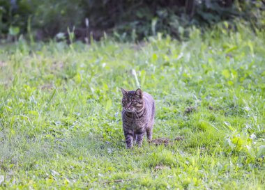 Kırsalda komik bir kedi.