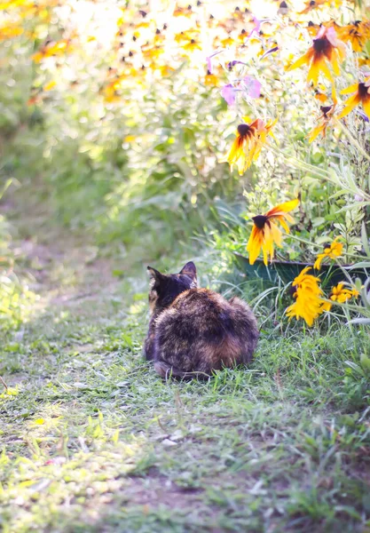 田舎の面白い猫屋外 — ストック写真