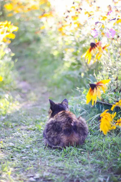 Kırsalda Komik Bir Kedi — Stok fotoğraf