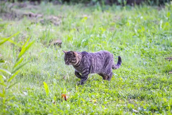 Rolig Katt Utomhus Landsbygden — Stockfoto