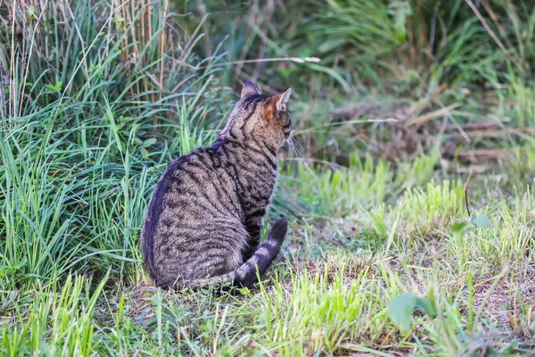 Kırsalda Komik Bir Kedi — Stok fotoğraf