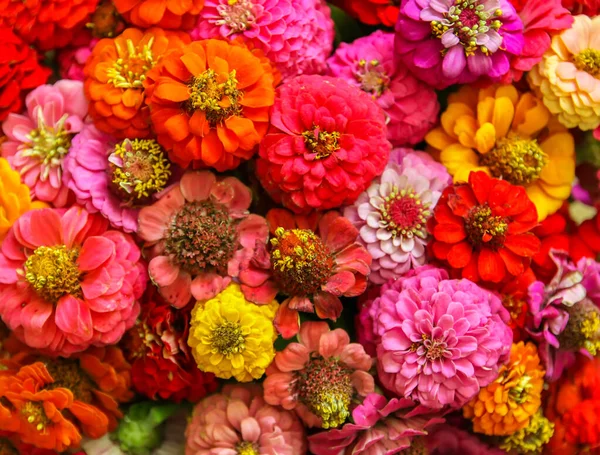 Hermosas Flores Zinnia Colores Brillantes Plantas Ornamentales — Foto de Stock