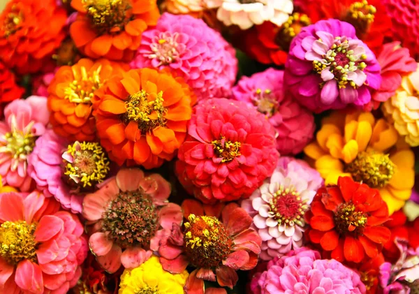 Hermosas Flores Zinnia Colores Brillantes Plantas Ornamentales — Foto de Stock