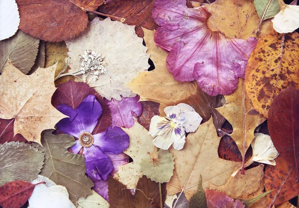 Zusammensetzung Der Getrockneten Herbstblätter Und Blüten Natürlicher Hintergrund Pflanzen Für — Stockfoto