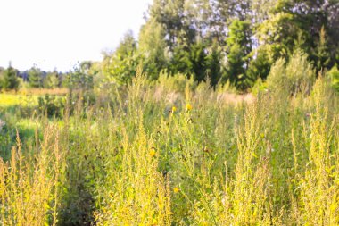 Güneşli bir günde yeşil çimen ve çiçeklerle dolu yaz manzarası