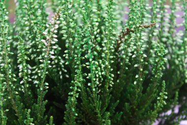 Genç kozalaklı bitkiler seraya yakın.