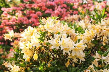 Rhododendron bitkisi bahar parkında açan güzel kokulu çiçekler..