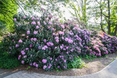 Rhododendron bitkisi bahar parkında açan güzel kokulu çiçekler..