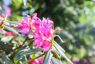Rhododendron bitkisi bahar parkında açan güzel kokulu çiçekler..