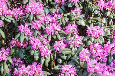 Rhododendron bitkisi bahar parkında açan güzel kokulu çiçekler..