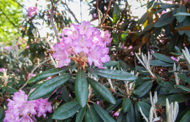 Rhododendron bitkisi bahar parkında açan güzel kokulu çiçekler..