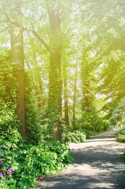 Tropikal yapraklar doğal arkaplan. Egzotik bitkiler. Yaz doğası detayları.