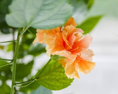 Hibiscus beautiful orange flower in spring park