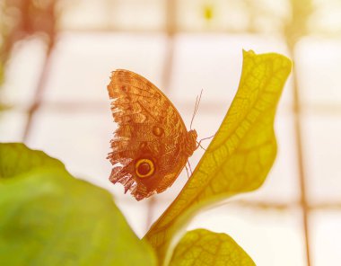 Tropical butterfly sitting on green exotic plant leaves