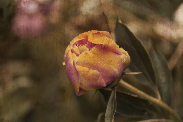 ヴィンテージ牡丹の花の紙の背景 レトロスタイルの花カード 経年紙の質感とハーブの要素 — ストック写真