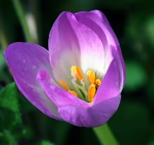 庭に咲く明るい春のクロッカスの花 — ストック写真