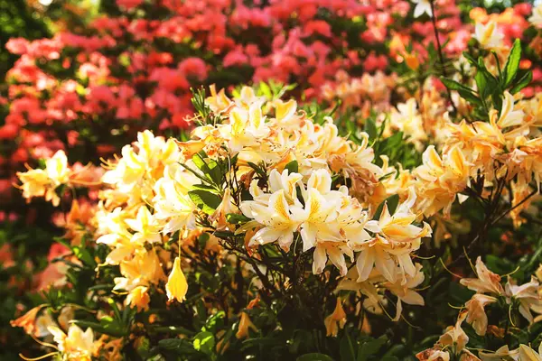 Rhododendron Planta Perfumada Flores Bonitas Florescendo Parque Mola — Fotografia de Stock