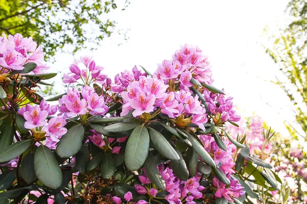 Rhododendron Planta Perfumada Flores Bonitas Florescendo Parque Mola — Fotografia de Stock