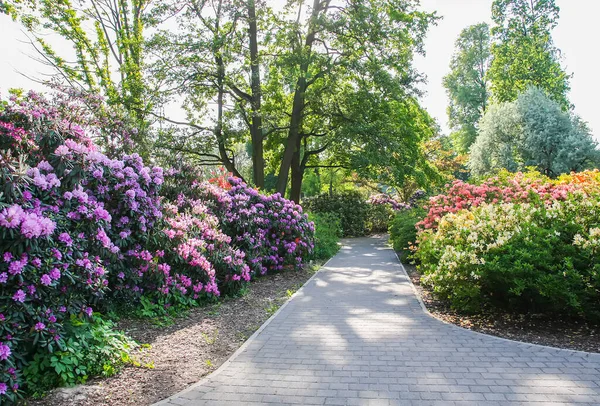 Rhododendron Plant Fragrant Beautiful Flowers Blooming Spring Park — Stock Photo, Image