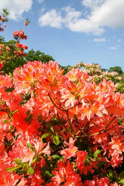 Rhododendron Planta Perfumada Flores Bonitas Florescendo Parque Mola — Fotografia de Stock