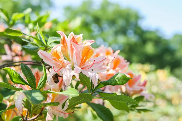 Rododendron Roślin Pachnące Piękne Kwiaty Kwitnące Parku Wiosennym — Zdjęcie stockowe