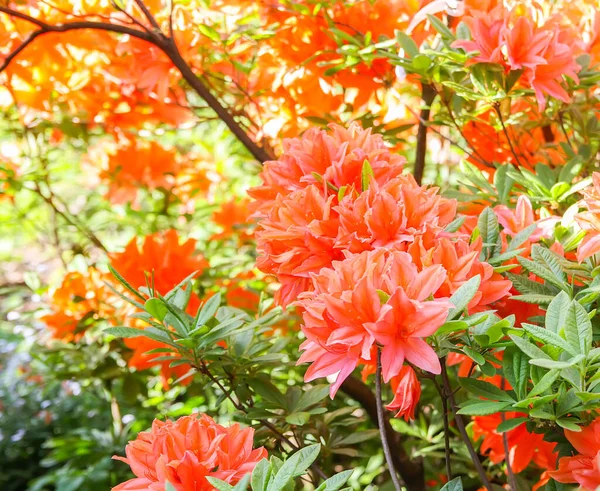 Rhododendron Planta Perfumada Flores Bonitas Florescendo Parque Mola — Fotografia de Stock