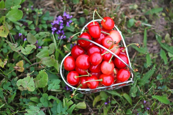 Cherry Small Metal Basket Green Grass Ripe Fresh Organic Sweet — Stock Photo, Image