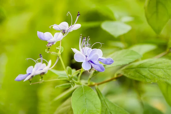 Schöne Blumen Garten — Stockfoto